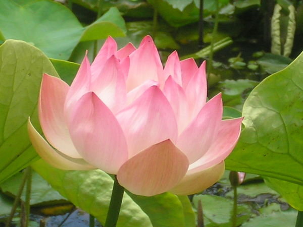 http://tsvetankapetrova.files.wordpress.com/2009/01/1663153-lotus-flower-0.jpg